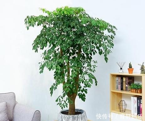 摘心打顶|幸福树怎样养更好看?这样修剪,每年长一层!养出“宝塔树”!