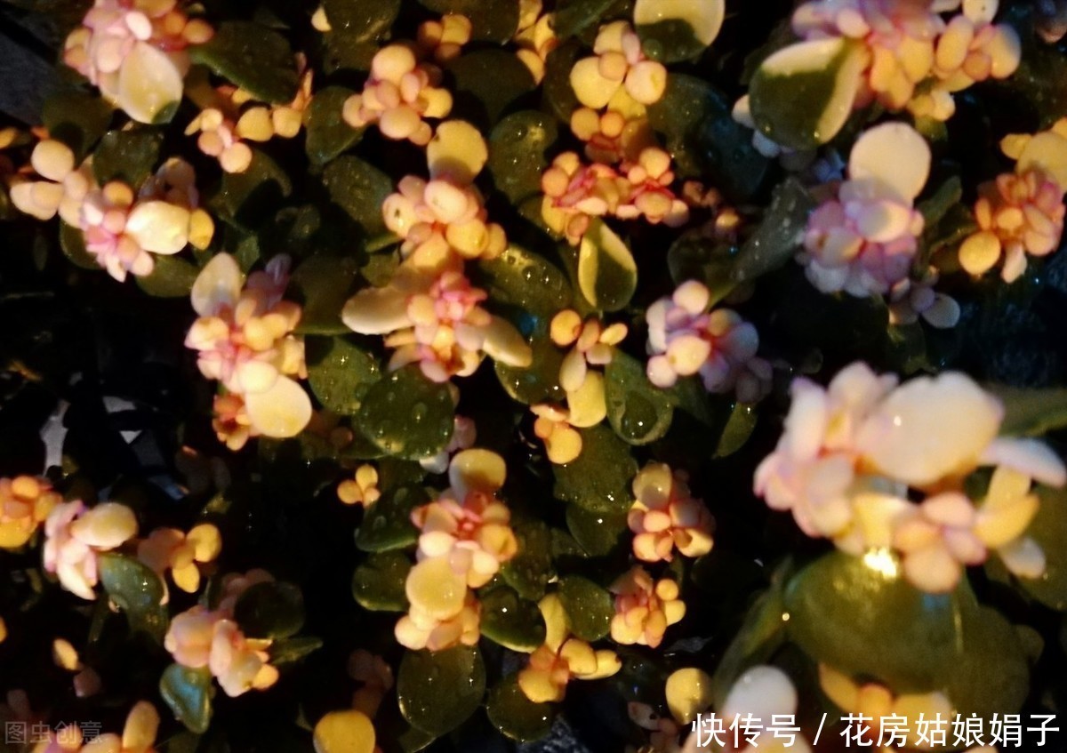 宁干|金枝玉叶浇水时,掌握好4个技巧,就能不黄叶,不烂根,枝繁叶茂