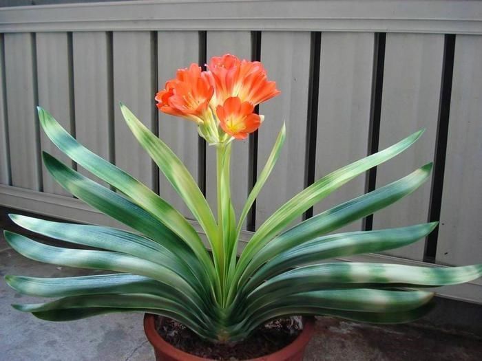 浇水|养一盆君子兰,观赏性极佳,浇水时记住口诀,肉质感强开花美