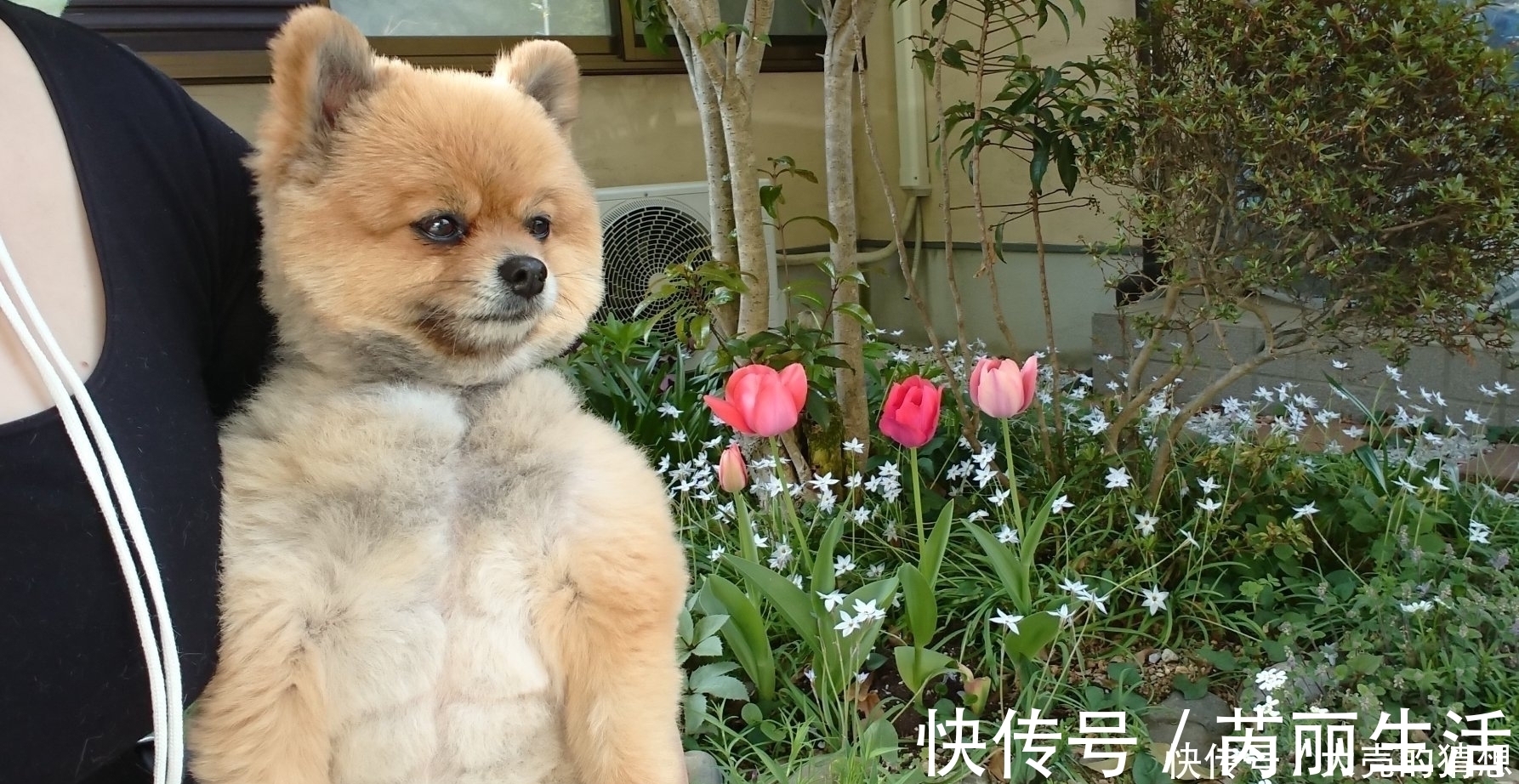 大家还记得那只在二次元爆火的肌肉柴犬吗?现如今终于有实体版了