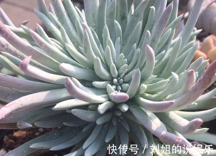 养仙女杯多肉爱杜丽丝,3个细节把控好,茎叶茂盛又美丽