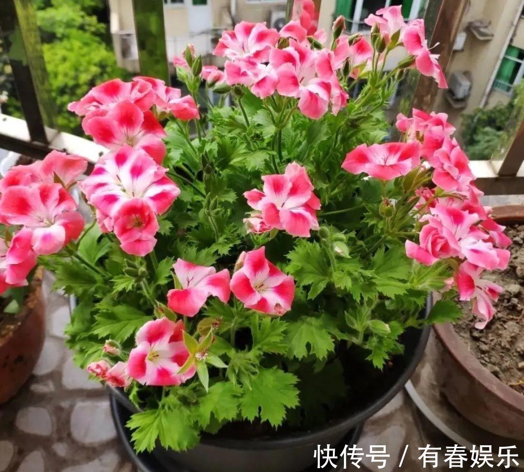 玛格丽特|现在养花要重剪,剃光头,撸光叶,越狠越爆盆