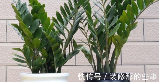 养殖|室内盆栽:金钱树、长寿花的养殖方法
