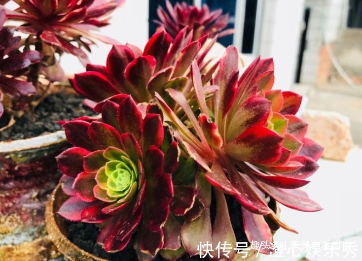 法师|多肉嘉年华法师平常十分低调,但养出状态后它的颜值不输任何多肉