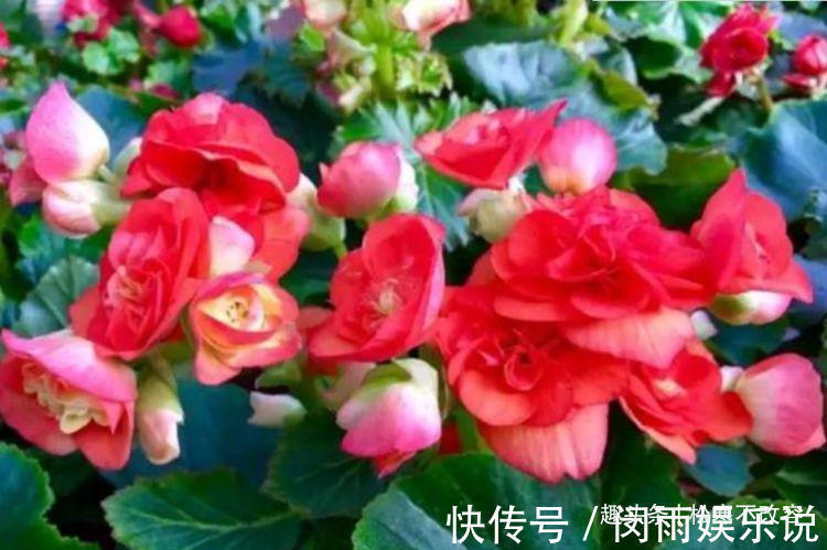 大花蕙兰|养花就养这几款,团团圆圆、好运连连,寓意财源滚滚,大吉大利