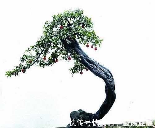 李大爷喜欢上山找树桩,样子奇形怪状也能变身,最后变成大气盆景