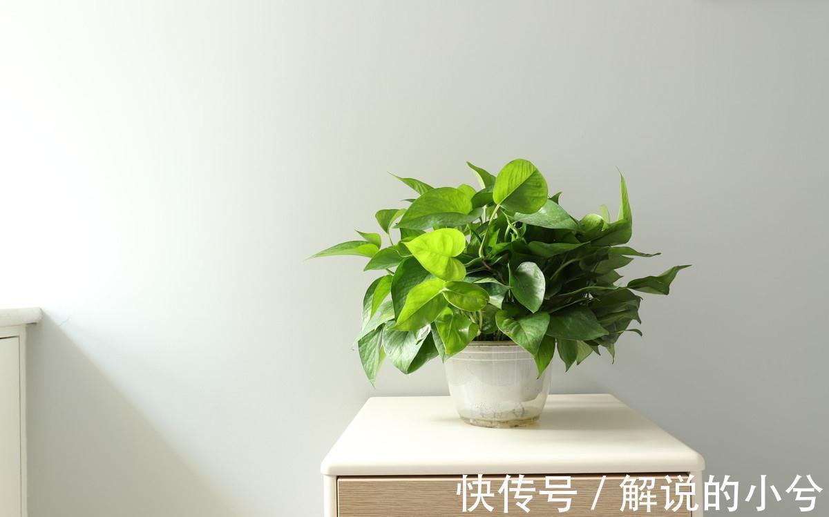 都说绿萝好养,绿萝叶黄枯萎,到底怎么回事