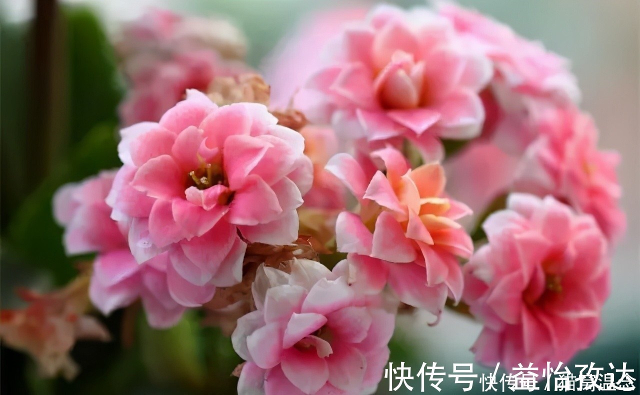 小苏打|长寿花不开花别着急,快来点小苏打,催花效果极好过年前能开花