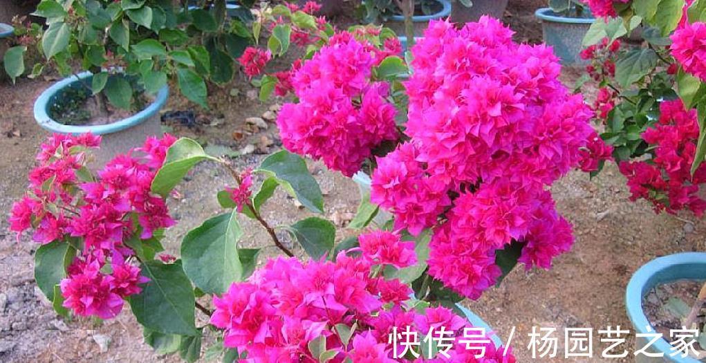 家里吃剩的1种小东西,用来养三角梅,轻松绽放层叠群花