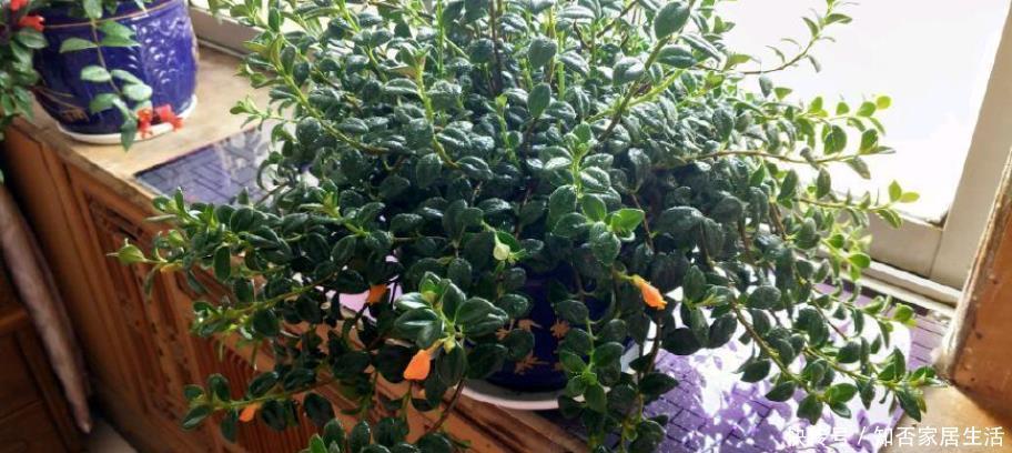 金鱼吊兰|最耐阴的盆栽植物，花叶俱美，花开不断，养护简单，室内也能养