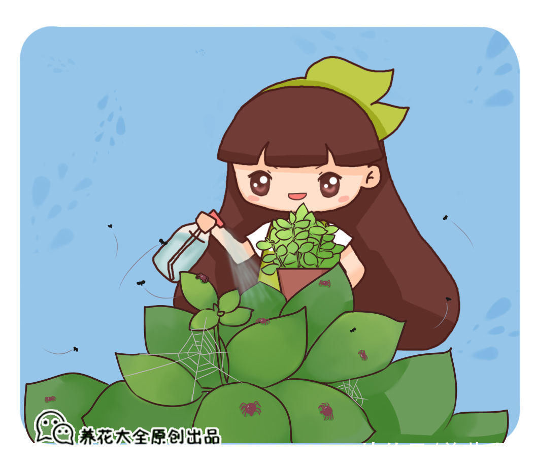 飞虫|夏天养花杀虫大法，简单易上手，从此花虫去无踪