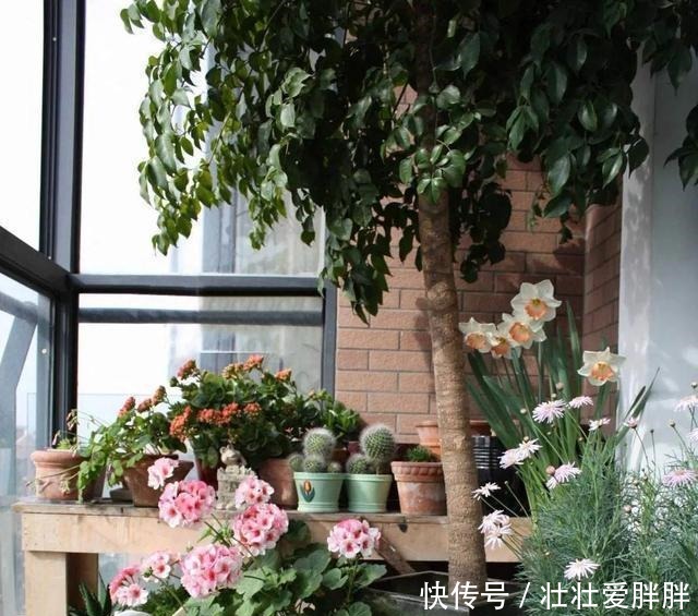 老茎生花,花儿竟不开在枝条上,此乃热带雨林特有的植物现象!