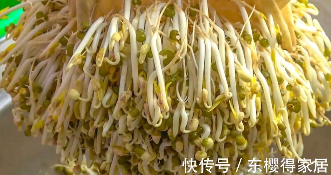 豆芽|家庭自制绿豆芽,教你5个小秘诀,豆芽4天就能吃,安全卫生又营养