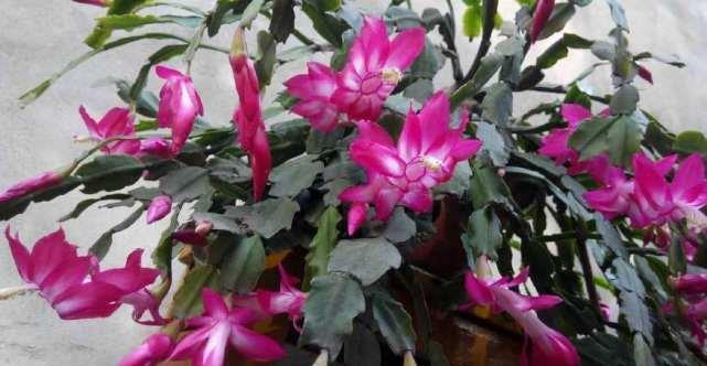 蟹爪兰君子兰不开花，给你说个小方法，叽里咕噜开满花