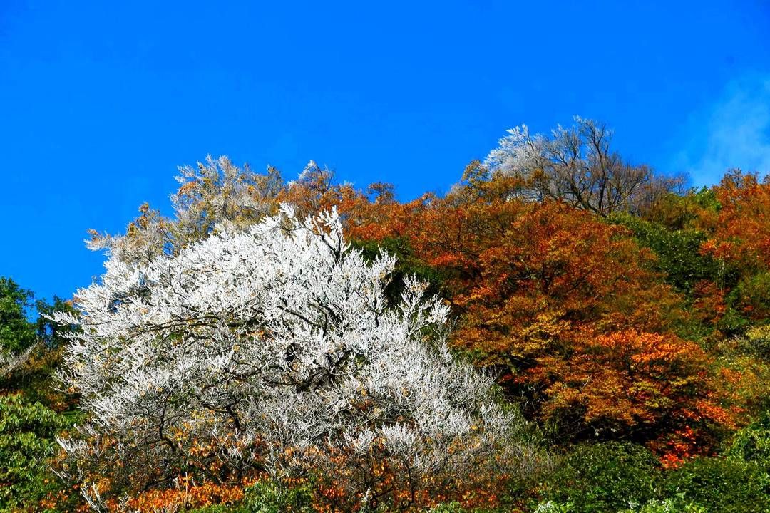 黄荆|美出新境界 四川古蔺黄荆老林立冬雪后现雾凇奇观