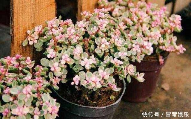 金枝玉叶长成树,喷点“染花剂”,花色艳丽,养成盆景价值高