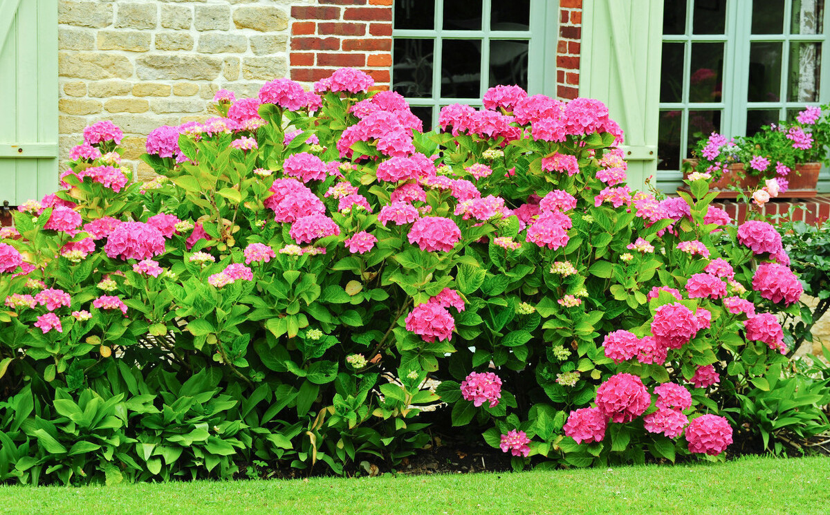 颜值担当|想要打造“高级”花园，春天种上“4种花”，颜值高，爱开花