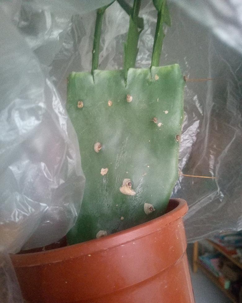 冬天养花,套上方便袋,绿油油的过冬天,嗷嗷的开花