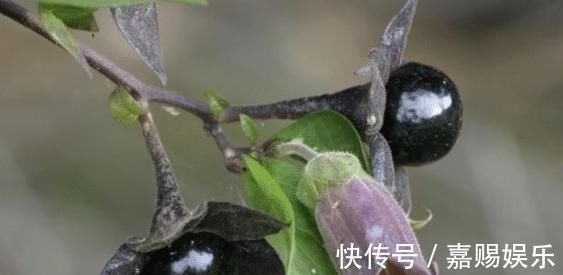 野果|农村4种“奶奶辈”的野果,如今即将消失,吃过3种才是正宗农村人