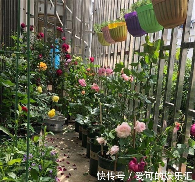 阳台如何养好月季，了解这些规则，新手也能养爆花