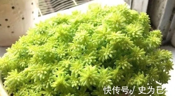 薄雪万年草|做到这4方面,养多肉薄雪万年草,轻松培育成“爆盆”状态