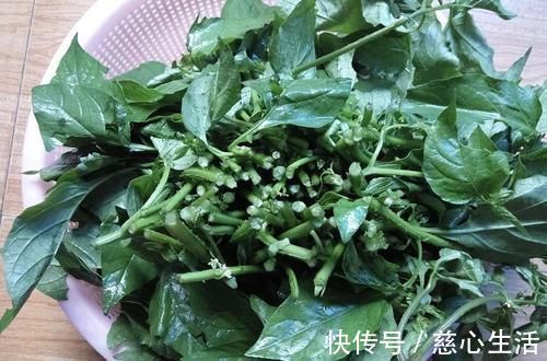 茄科|一种茄子，全株都有毒，却成南方民间美味野菜，做腌菜是一绝
