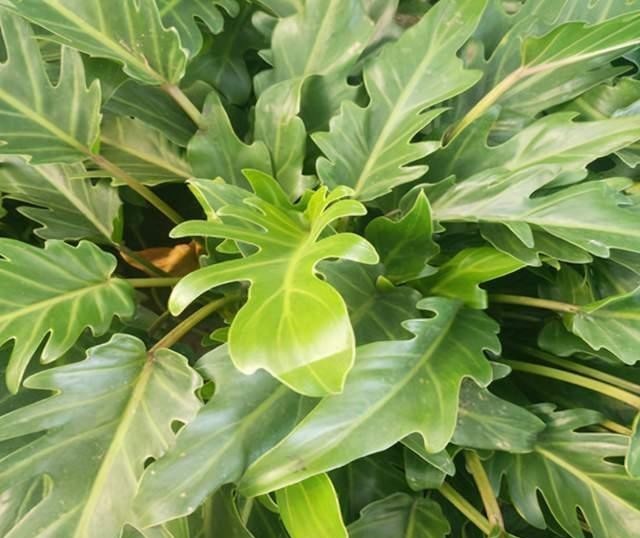 上档次|春羽、小天使、龟背竹叶片相似,观赏性强,摆在家里上档次