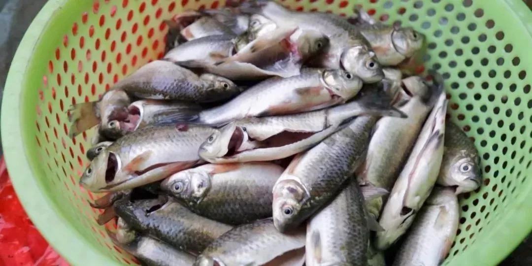 冬钓鲫鱼,牢记3钓、3不钓,精准找鱼,从不走空