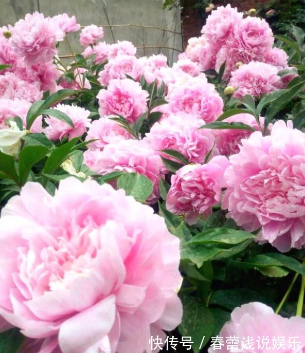 花型|最漂亮的“草本花卉”,花朵跟牡丹花一样漂亮,很值得养,别忽略