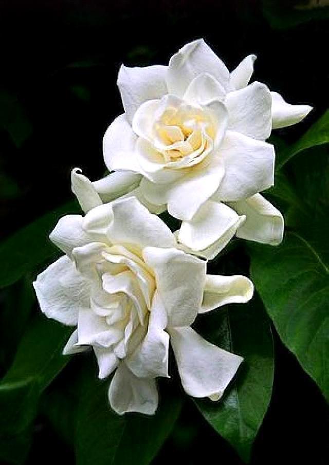 栀子花叶子打蔫没精神，从四点入手，做好叶片油绿精神，花开满枝