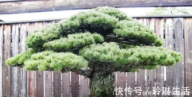 苍劲|这3种盆景可以养成传家宝，再穷也要养，越老越值钱！