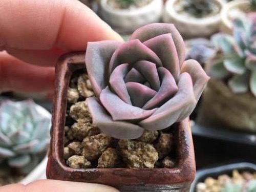 可爱玫瑰，多肉中最像玫瑰花的品种，出了状态颜色粉嫩，浪漫十足