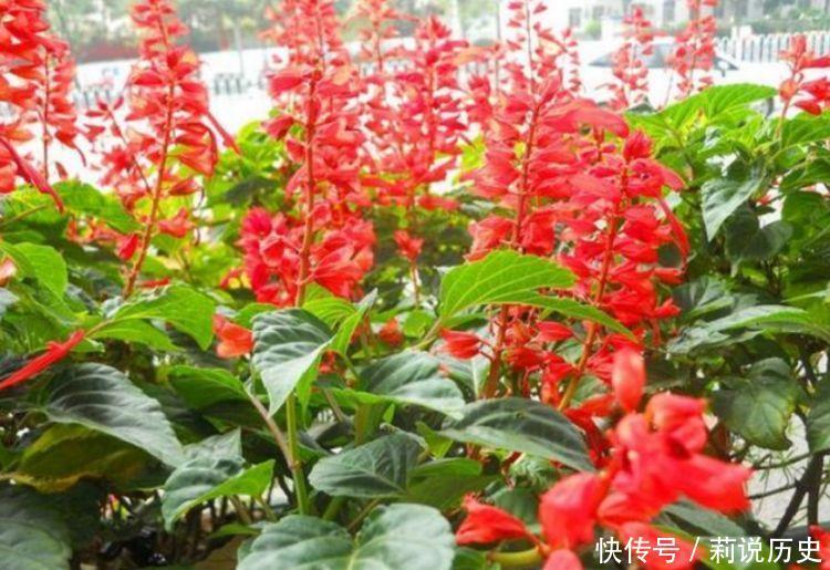 适合家养的几种花,沾土就活,轻松变成小花园