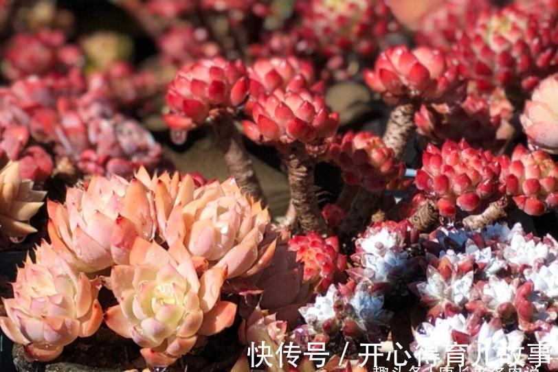 据说今年冬天很冷，大家的多肉准备好越冬了吗？未雨绸缪才安全哦