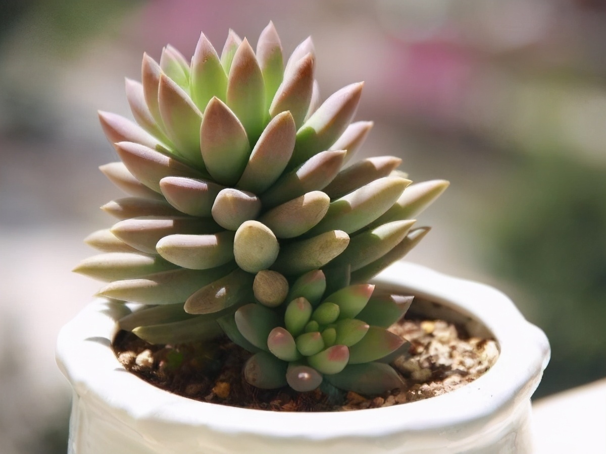 普货|6款多肉大普货,完全靠实力征服花友,养护简单出状态真好看