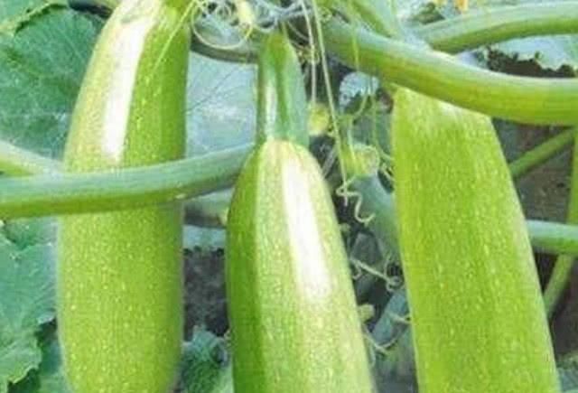 糖尿病人|糖尿病缠身不用怕,常吃这几样食物,平稳血糖,胜过胰岛素