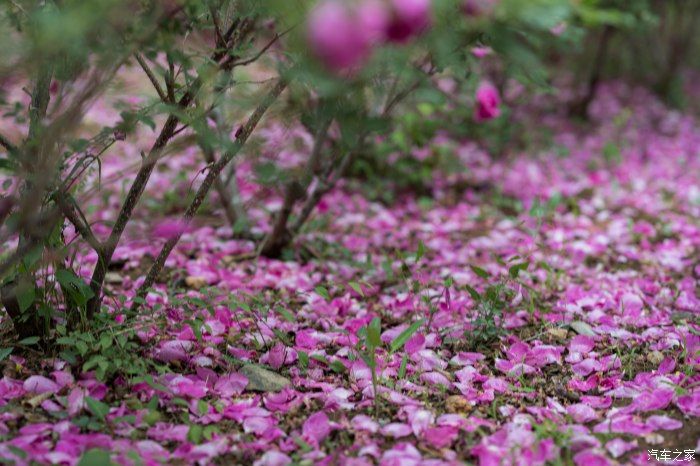 粉红|【郊野行摄】春风拂面，黄栌花开---雨中游京西幽岚山