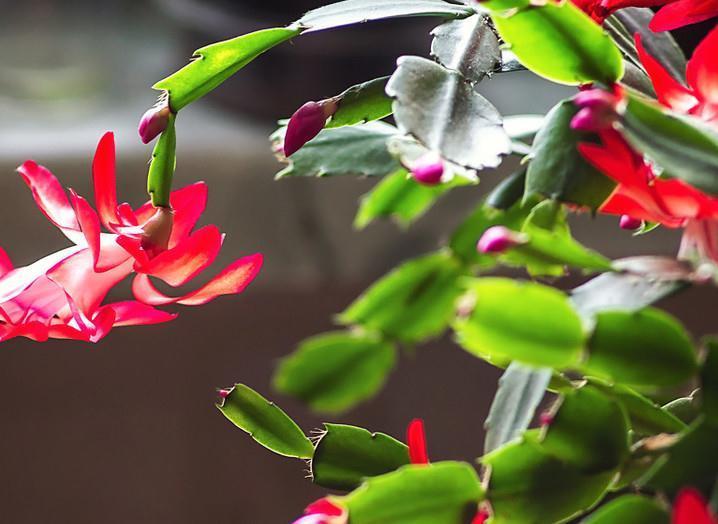 养花宝典,养好蟹爪兰只要做到这四点,千万要注意