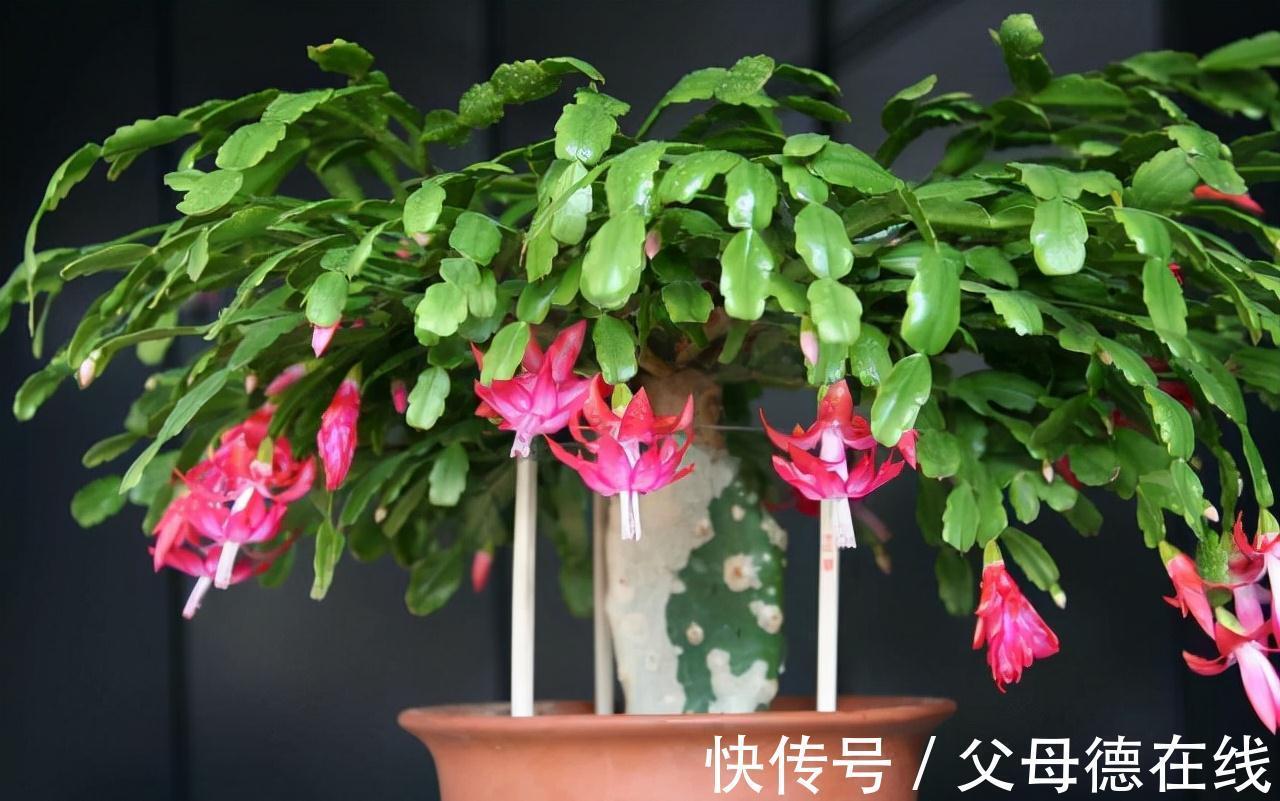 蟹爪兰喜“2种肥水”,每隔30天“喂”1杯,叶片肥厚油亮、开花快