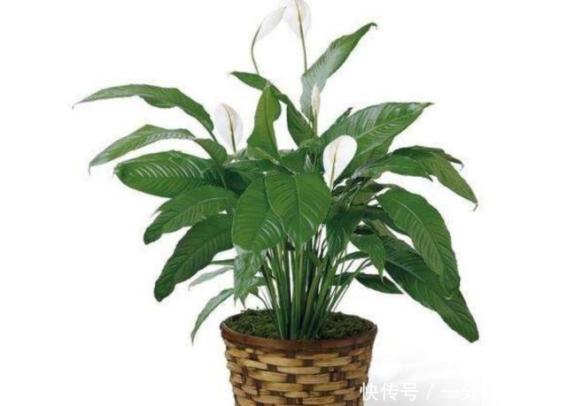 春夏养殖白掌,三个要点掌握好,枝叶青翠,花开不断!