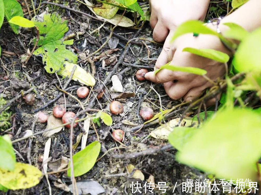 阴历|埋在土里的“石榴”,过去农村娃当糖吃,如今15元一斤,别错过