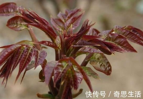 妇科病|女性子宫健康,皮肤才会红润,多吃此物,防妇科病,清子宫垃圾