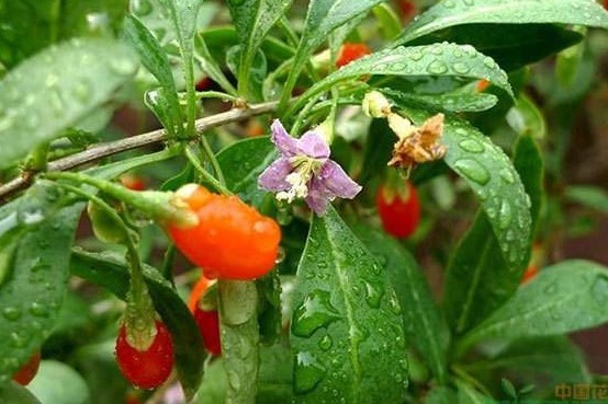 农村|以前农村一种无人问津的野果,现在卖90元一斤,可以提高免疫力