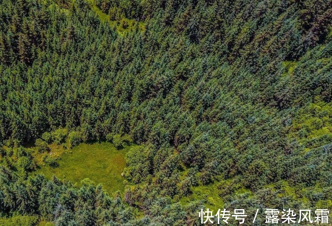 雄浑#北宋诗人王令一首《大松》,松树形象大气磅礴,青春之志令人赞扬