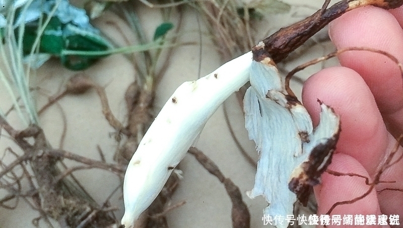 人参|根似人参却不是“参”,长在农村过去常忽视,如今20元一斤