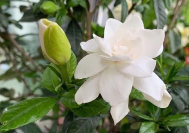 6种花常年开花易爆盆,被称为花卉界的劳模,开花漂亮一年不停