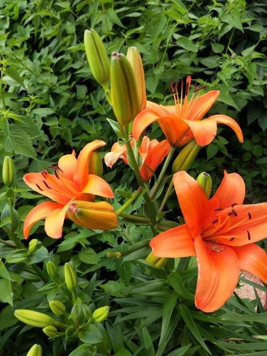 有些花虽好看,但是不适合养在卧室,你中招了吗