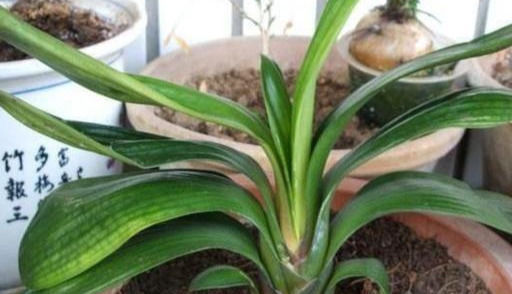 门口|立秋后,3种“休眠花”尽量别折腾,烂在秋天的门口,挺冤的