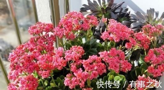 长寿花|养长寿花,左右剪一刀,打开“开花开关”,花量多一倍,爆成花球