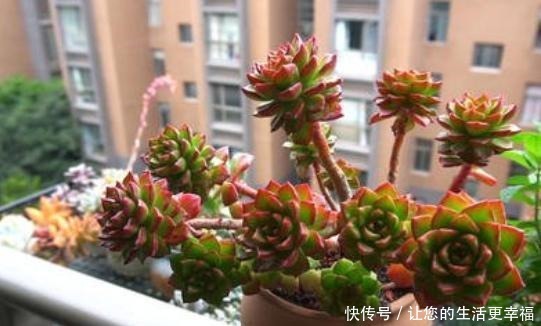如何养殖好懒人植物多肉从3方面下手，植株不再徒长、摊大饼！